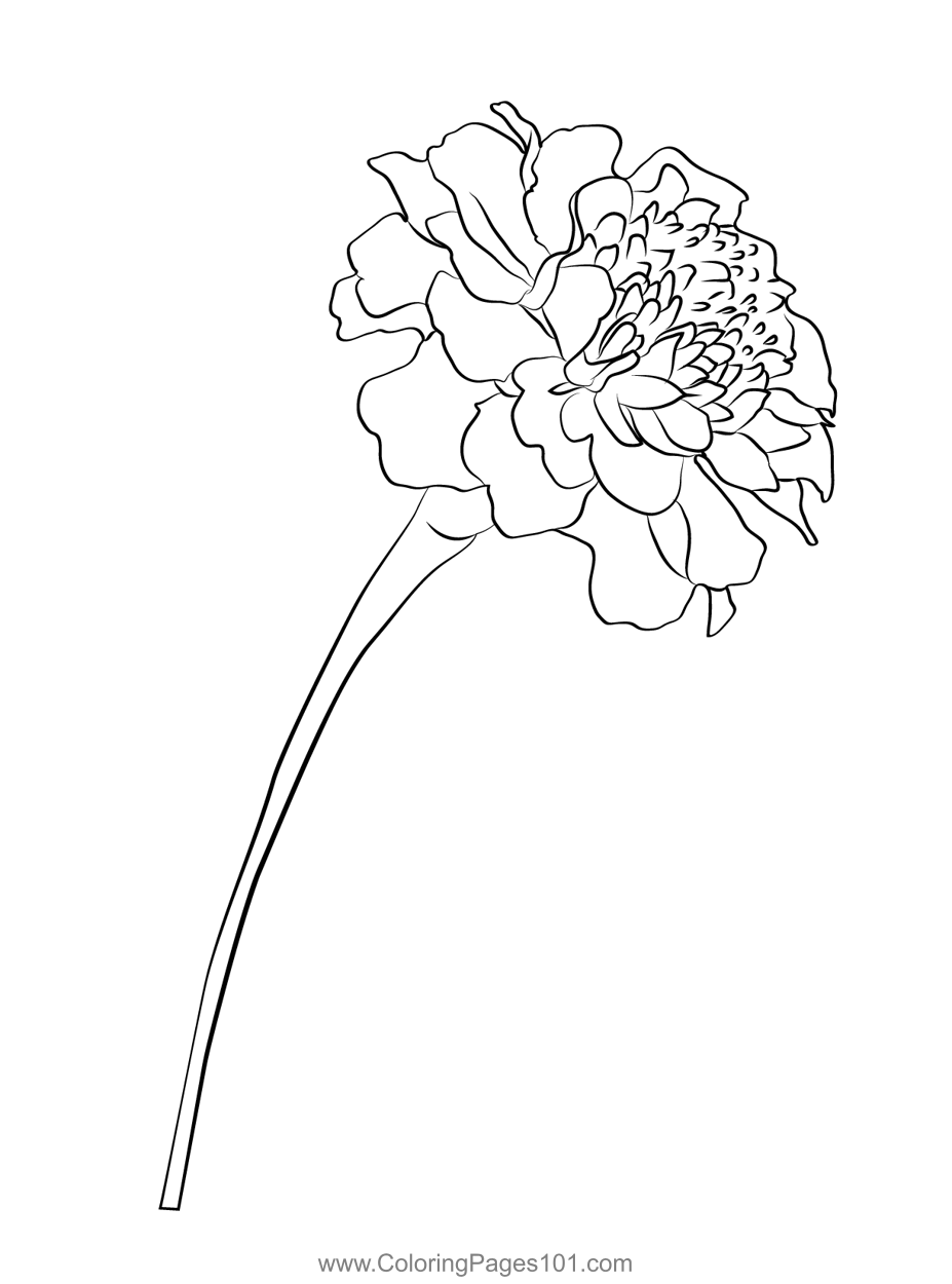 marigold coloring pages
