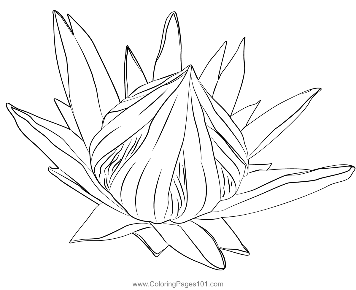 Protea Flower Coloring Page For Kids - Free Sugarbushes Printable 