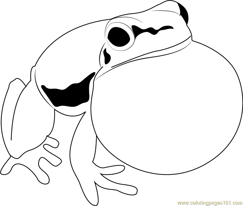 Litoria fallax Calling Coloring Page for Kids - Free Frog Printable