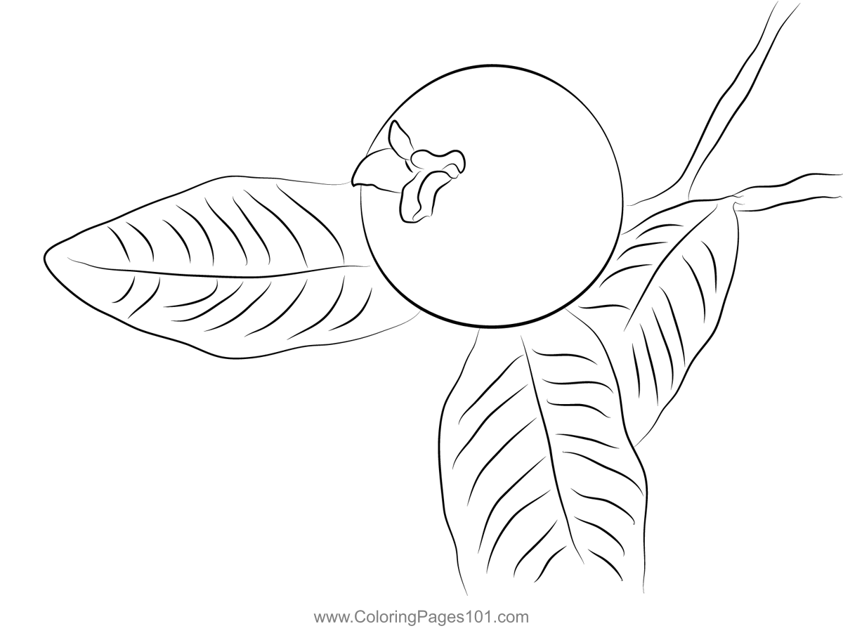 Guavas Coloring Page for Kids - Free Guava Printable Coloring Pages ...