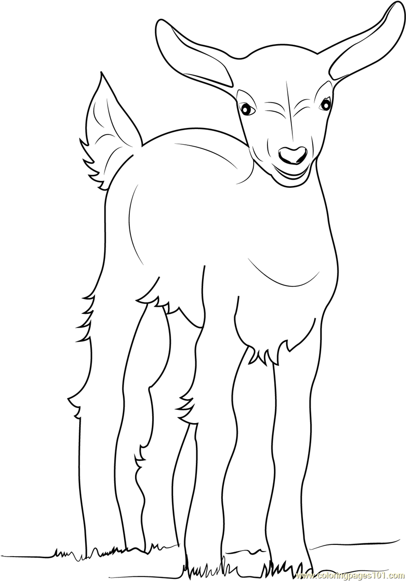Baby Goat Coloring Page for Kids - Free Goat Printable Coloring Pages