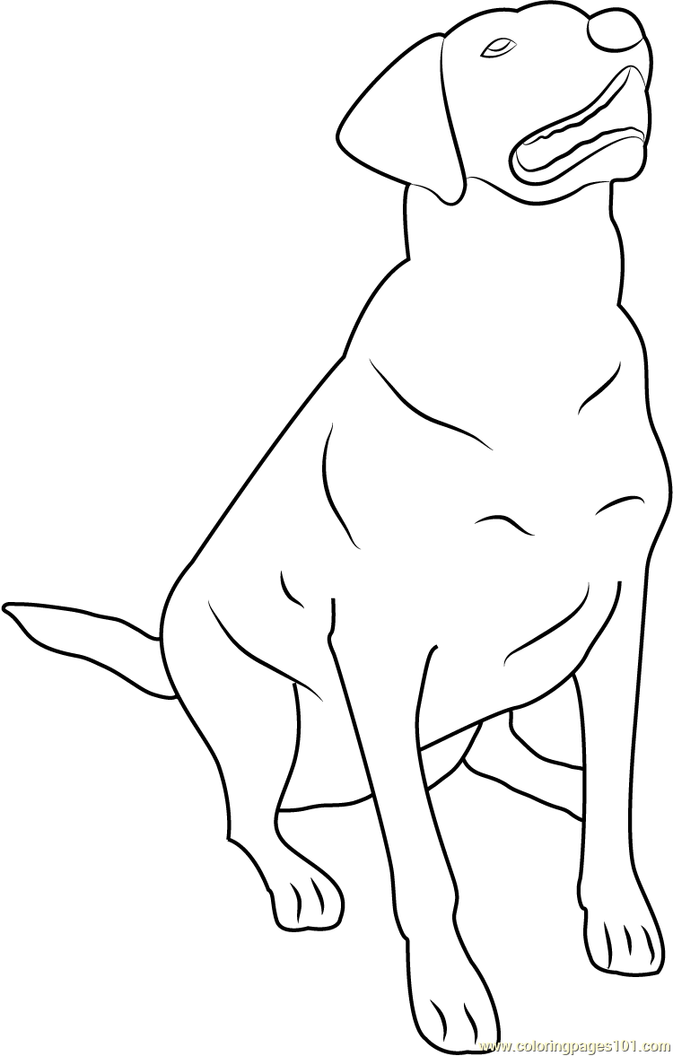 Labrador Dog Sitting Drawing Sketch Coloring Page