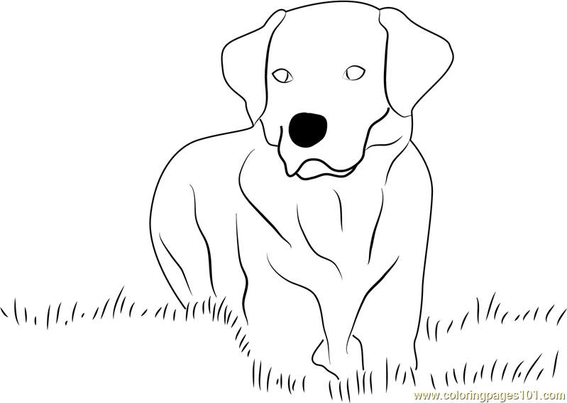 Yellow Labrador Retriever Coloring Page for Kids - Free Dog Printable