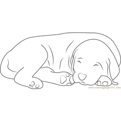 dog bed coloring pages