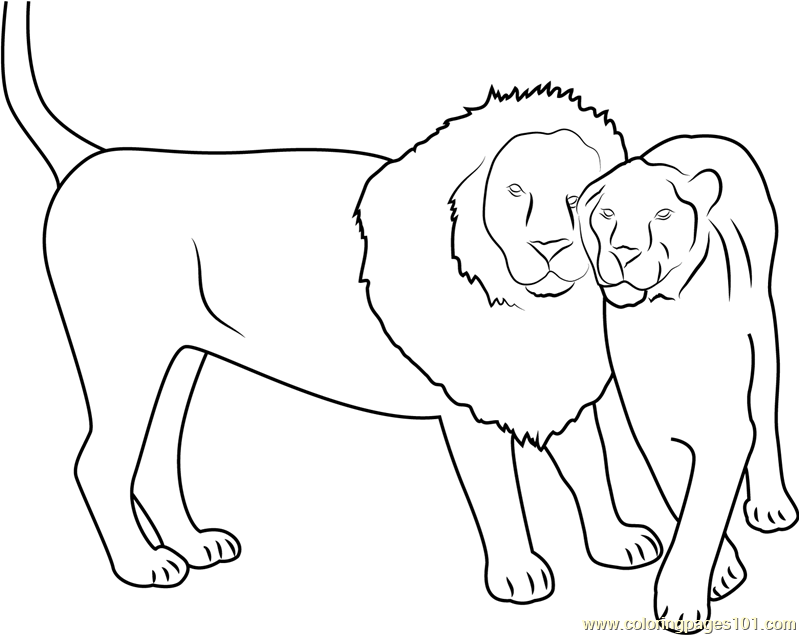 lion family coloring pages