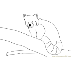 red panda sleeping coloring page for kids  free red panda