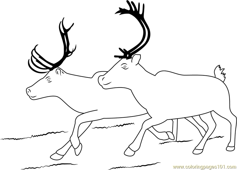 Two Reindeer Coloring Page for Kids - Free Reindeer Printable Coloring
