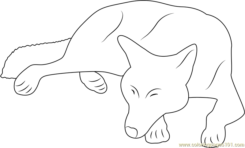 wolf lying down drawing