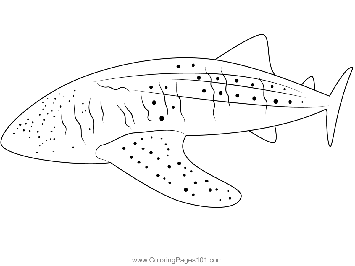 Whale Shark Coloring Page For Kids Free Whales Printable Coloring