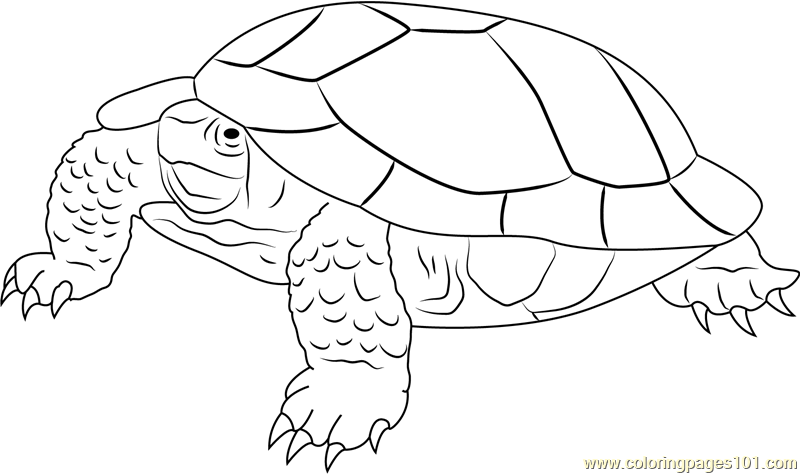 Angry Turtle Coloring Page for Kids - Free Turtles Printable Coloring ...