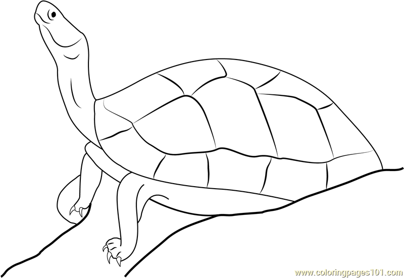 Black Turtle Coloring Page for Kids - Free Turtles Printable Coloring ...