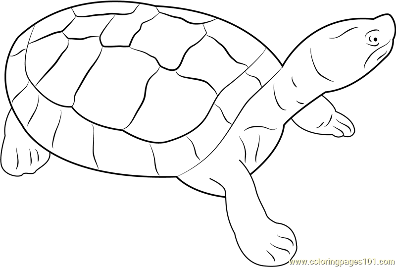 Burmese Roofed Turtle Coloring Page for Kids - Free Turtles Printable ...