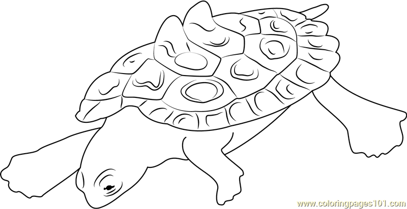 Joe Mcdonald Southern Black Turtle Coloring Page for Kids - Free Turtle