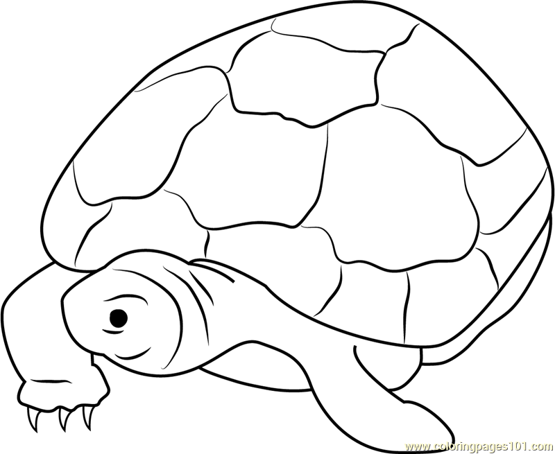 Nervous Turtle Coloring Page for Kids - Free Turtles Printable Coloring ...