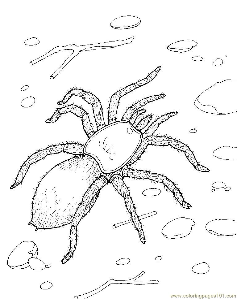 Spider new 51 Coloring Page for Kids Free Spider