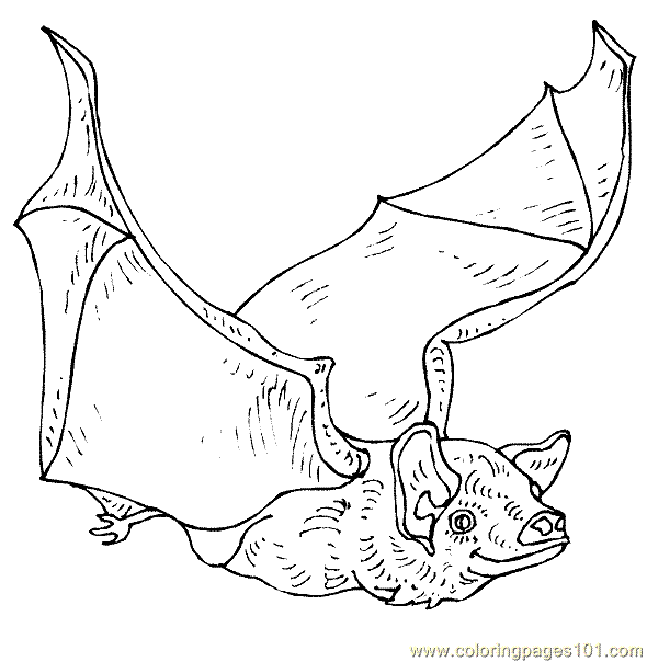 Coloring Pages Bat Coloring Page 12 (Animals > Bats) - free printable ...