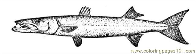 Coloring Pages Barracuda Animals - Barracuda Iauza 