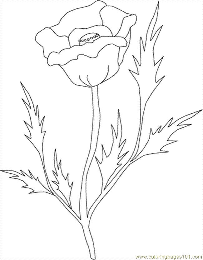 Coloring Pages Poppy Clr (Natural World > Flowers) - free printable ...
