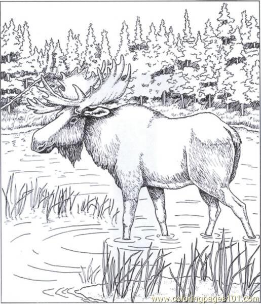 Printable Moose Coloring Pages
