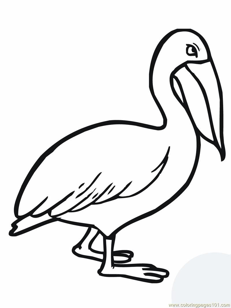Coloring Pages Walking pelican (Birds > Pelican ) - free printable ...
