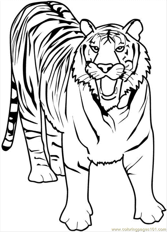 Coloring Pages 21 Tiger (Animals > Tiger) - free printable coloring ...